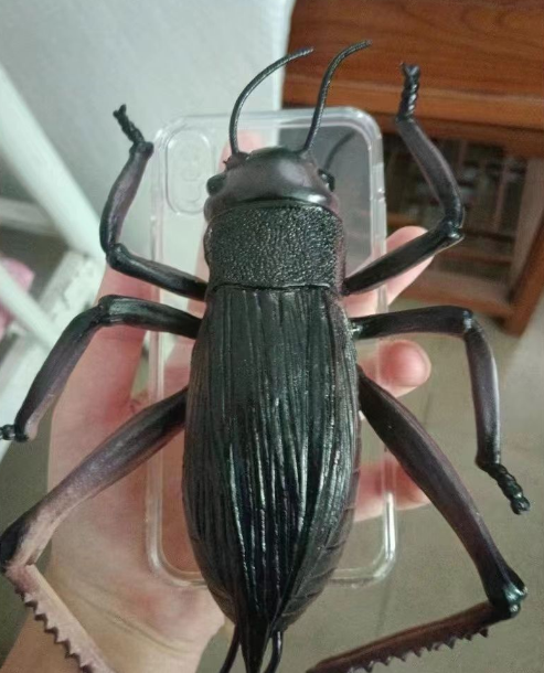Fun phone protective case